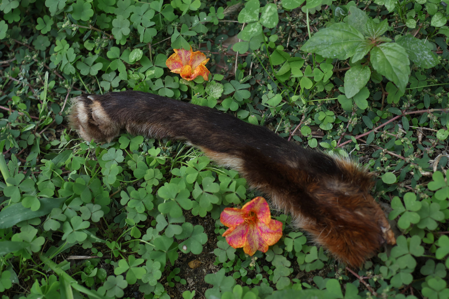 Dry Preserved Red Fox Arm