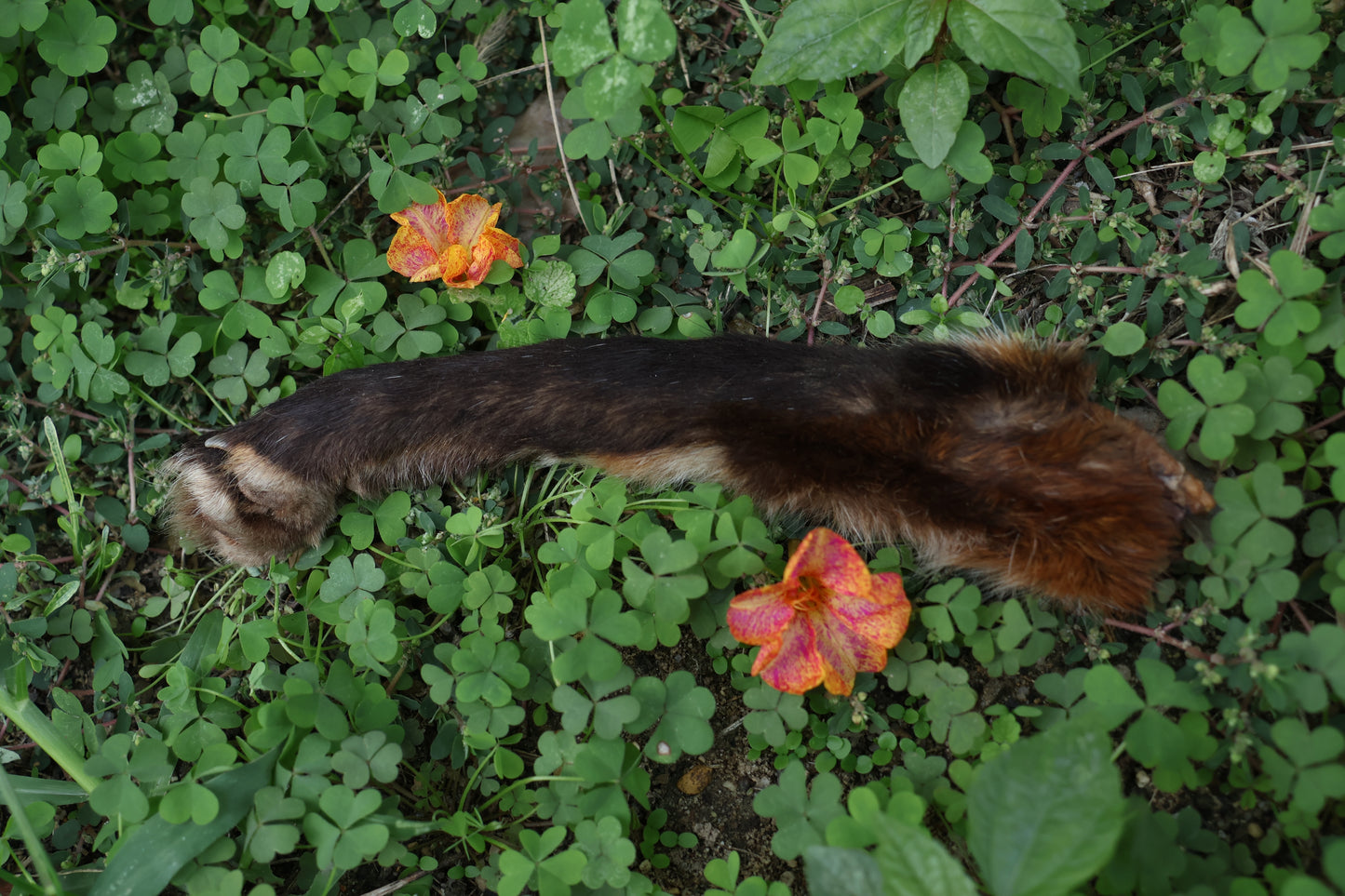 Dry Preserved Red Fox Arm