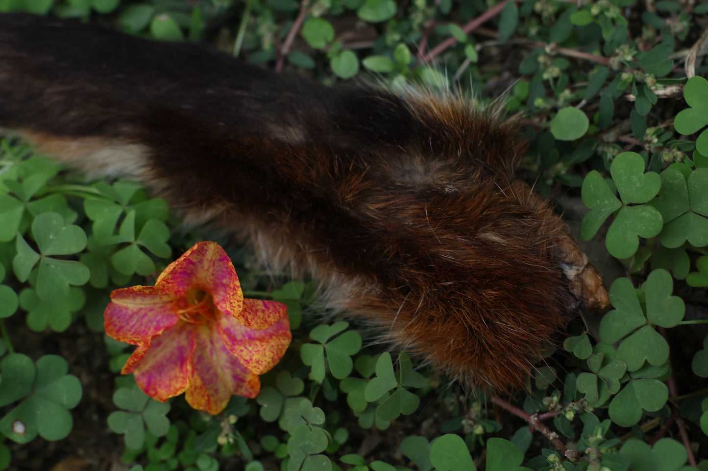 Dry Preserved Red Fox Arm