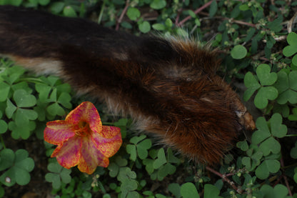 Dry Preserved Red Fox Arm