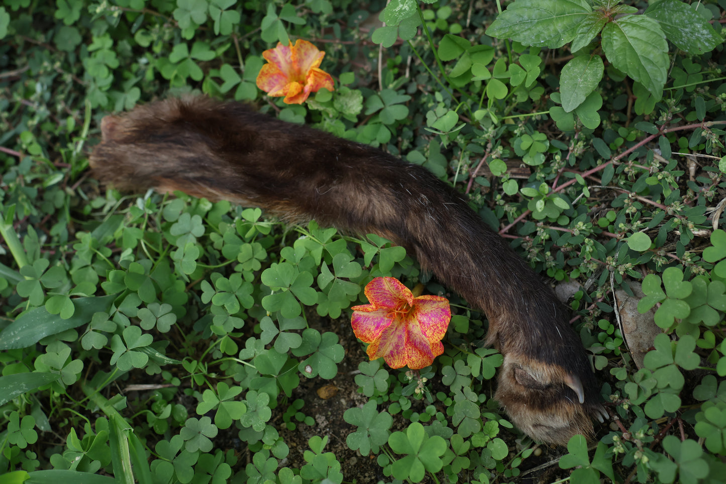 Dry Preserved Red Fox Arm