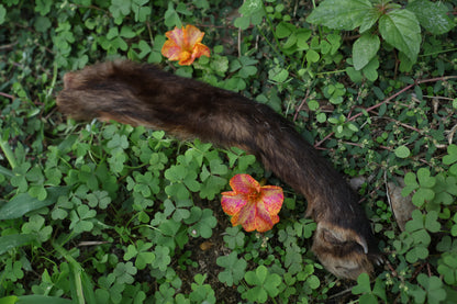 Dry Preserved Red Fox Arm