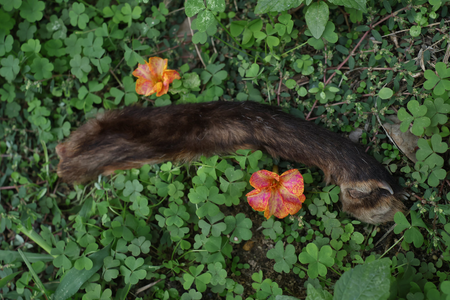 Dry Preserved Red Fox Arm