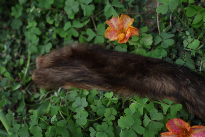 Dry Preserved Red Fox Arm
