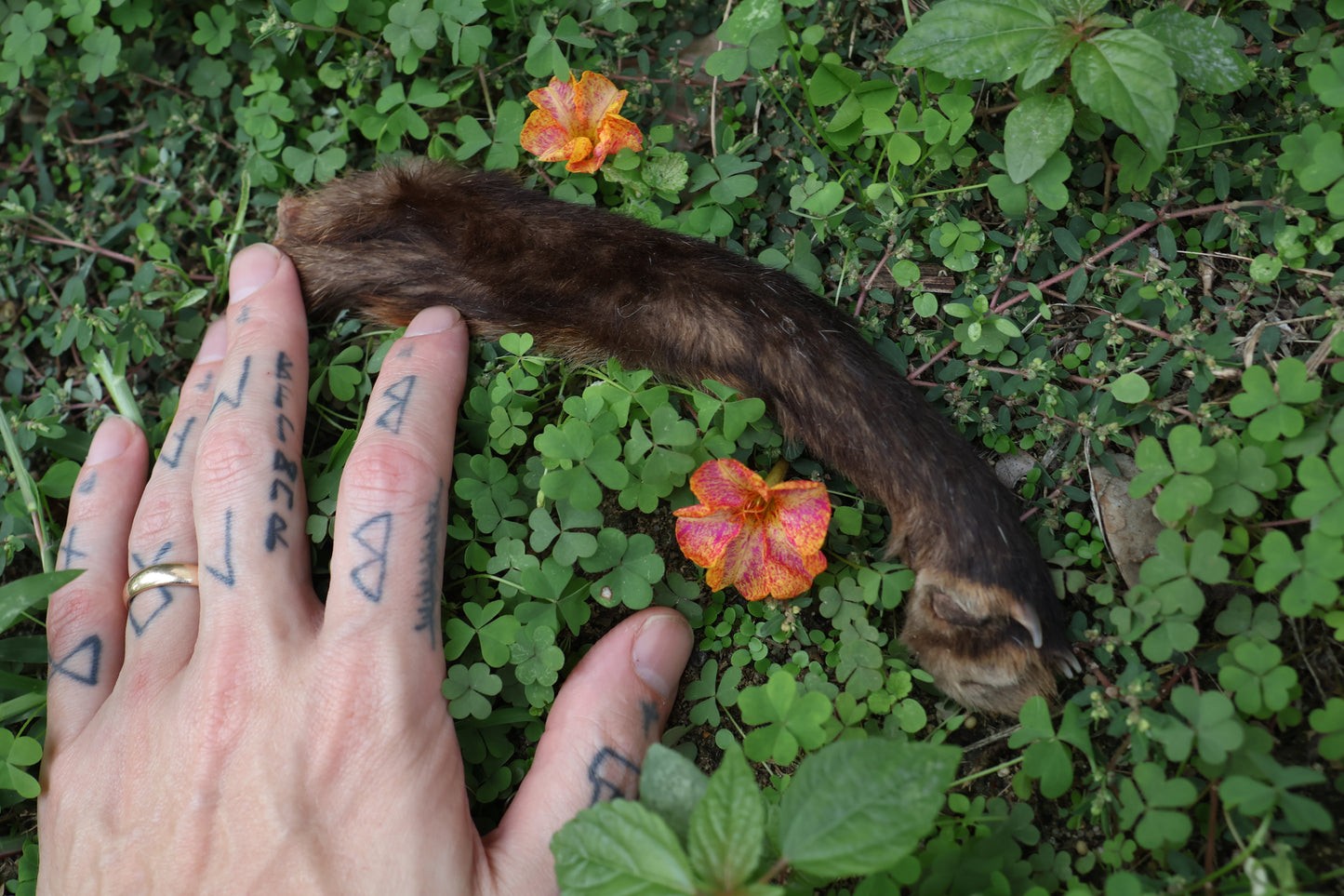Dry Preserved Red Fox Arm