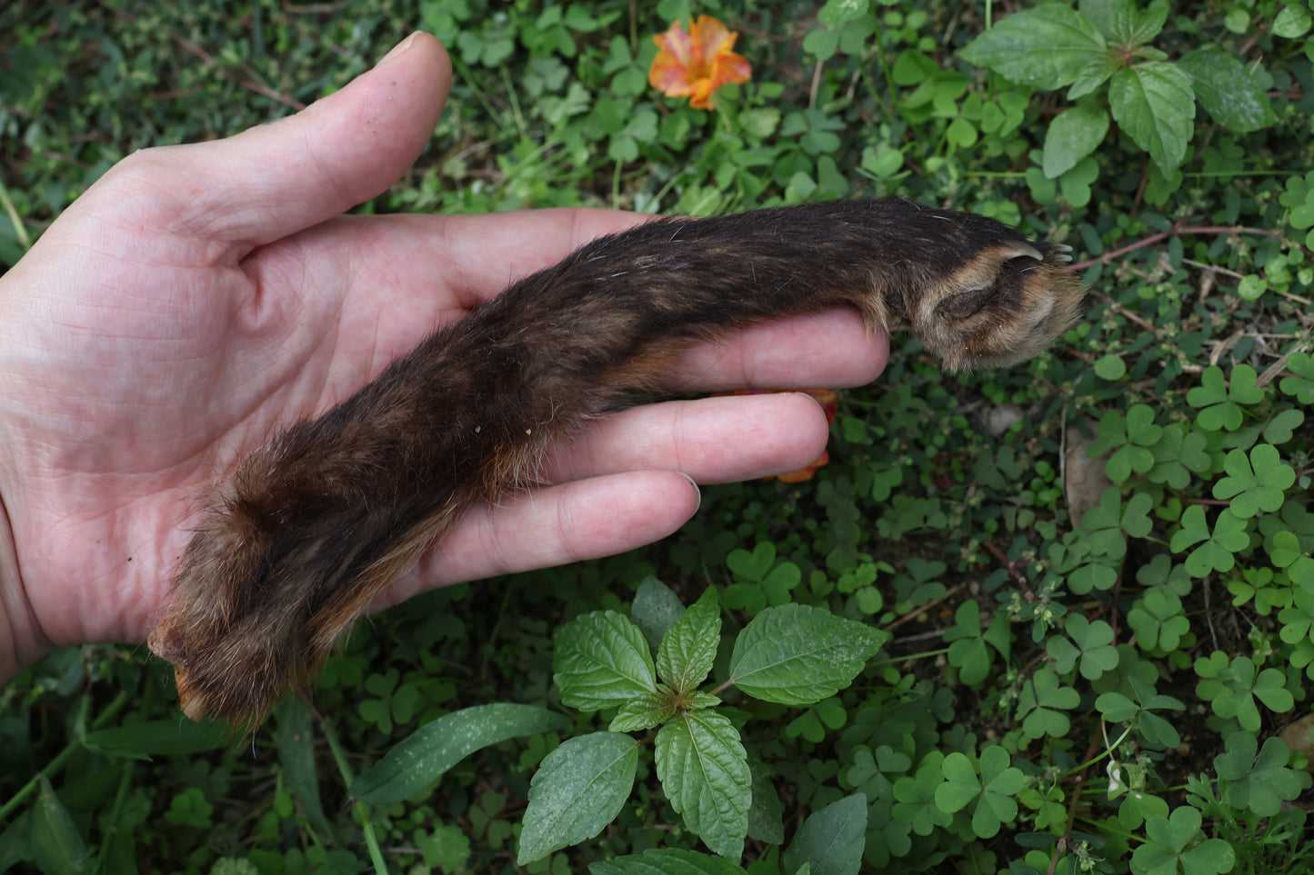 Dry Preserved Red Fox Arm
