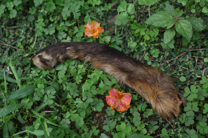 Dry Preserved Red Fox Arm