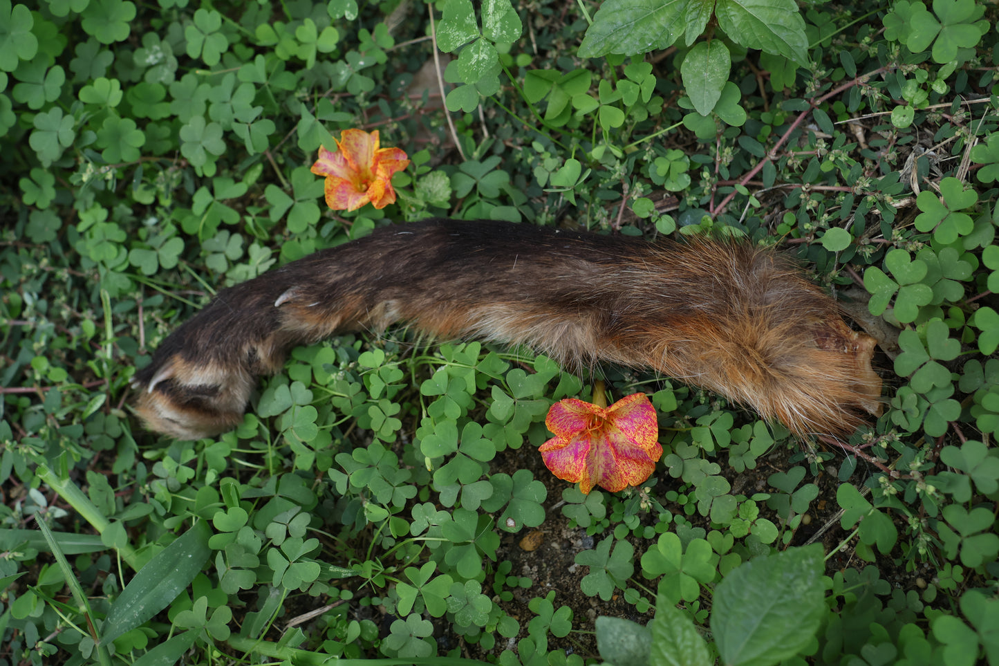 Dry Preserved Red Fox Arm