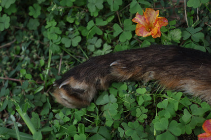Dry Preserved Red Fox Arm