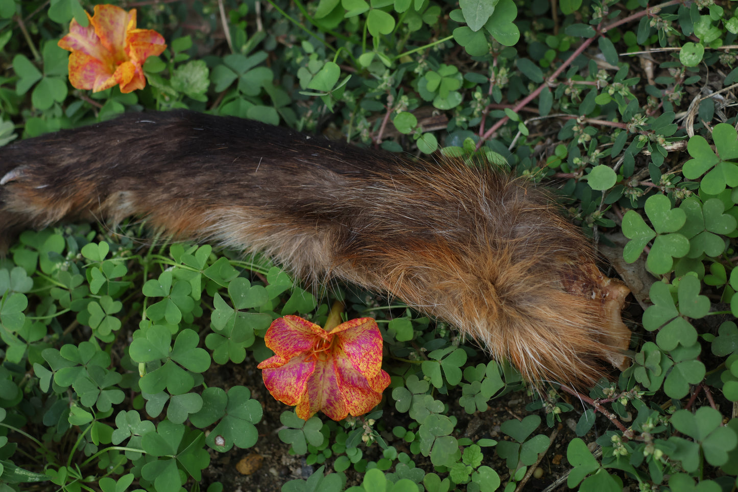Dry Preserved Red Fox Arm