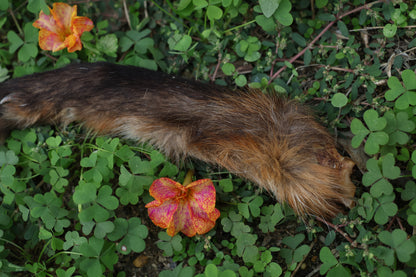 Dry Preserved Red Fox Arm