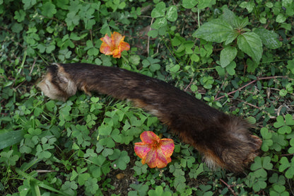 Dry Preserved Red Fox Arm