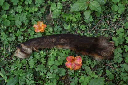 Dry Preserved Red Fox Arm