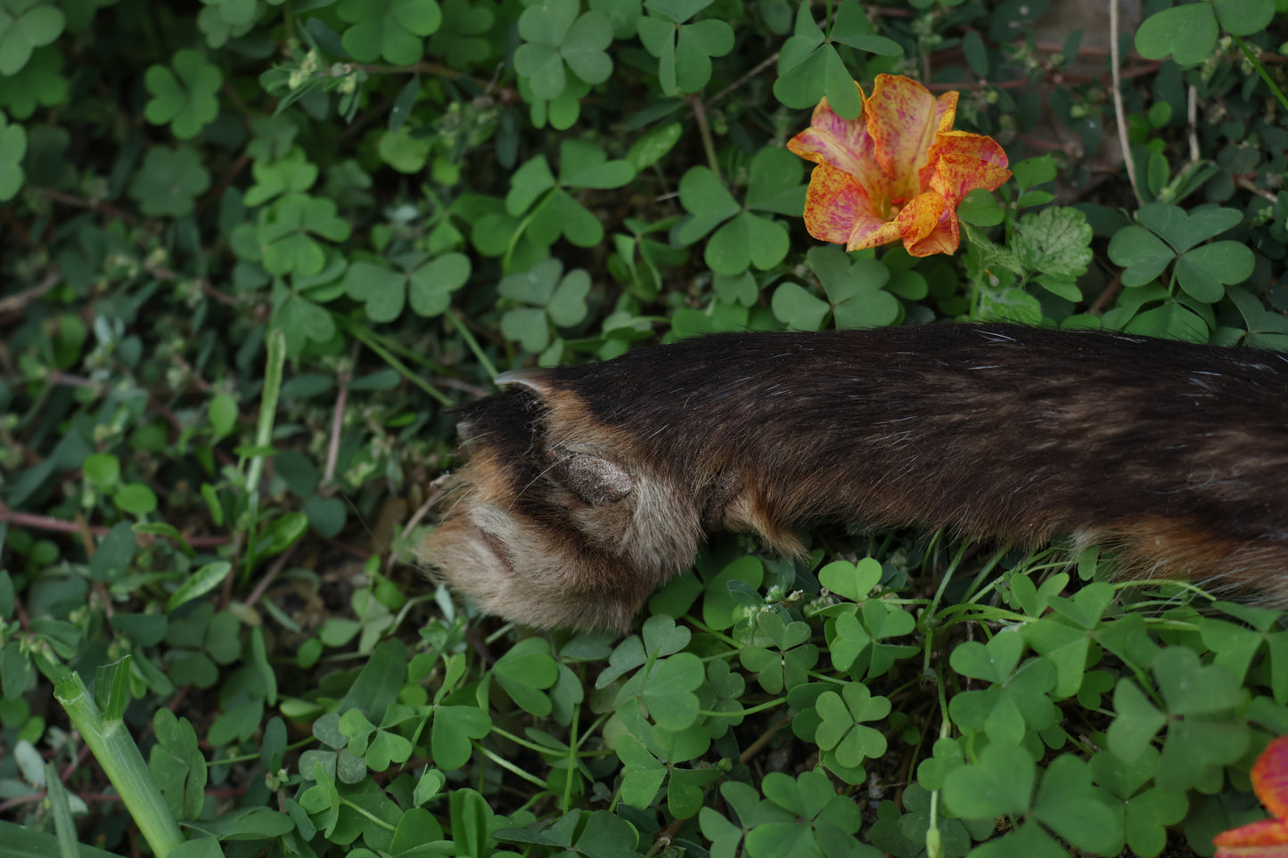 Dry Preserved Red Fox Arm