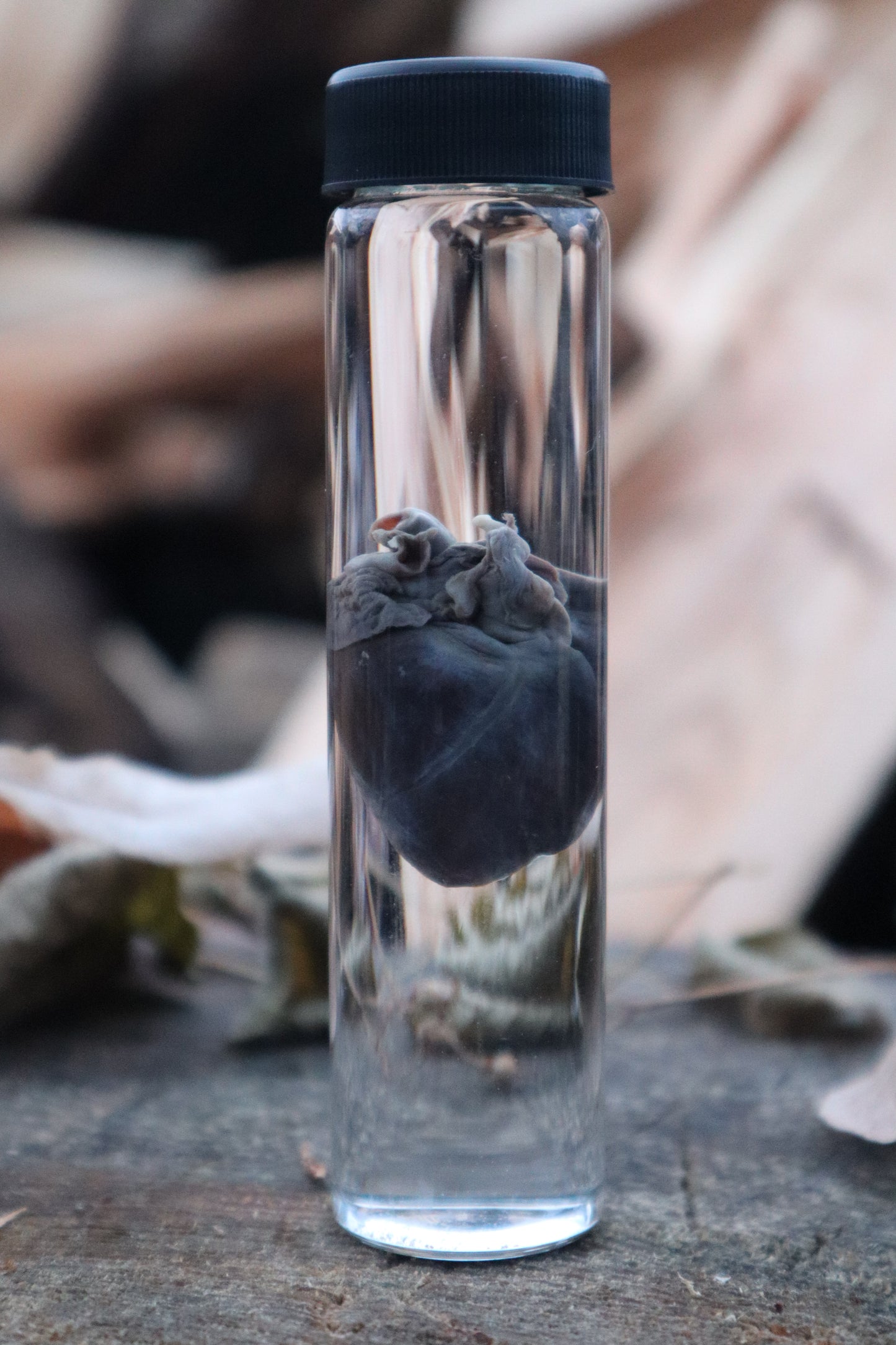 Baby Goat Heart Wet Specimen