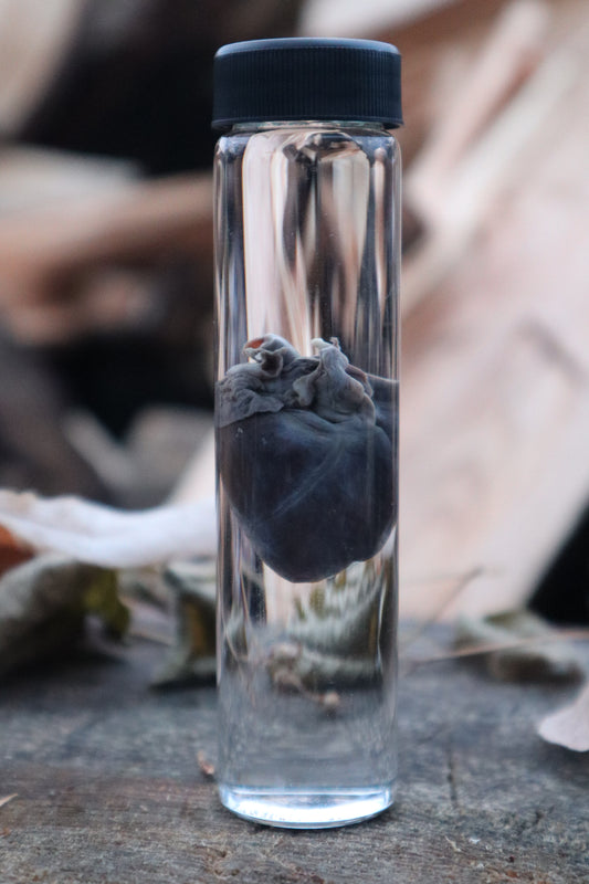 Baby Goat Heart Wet Specimen