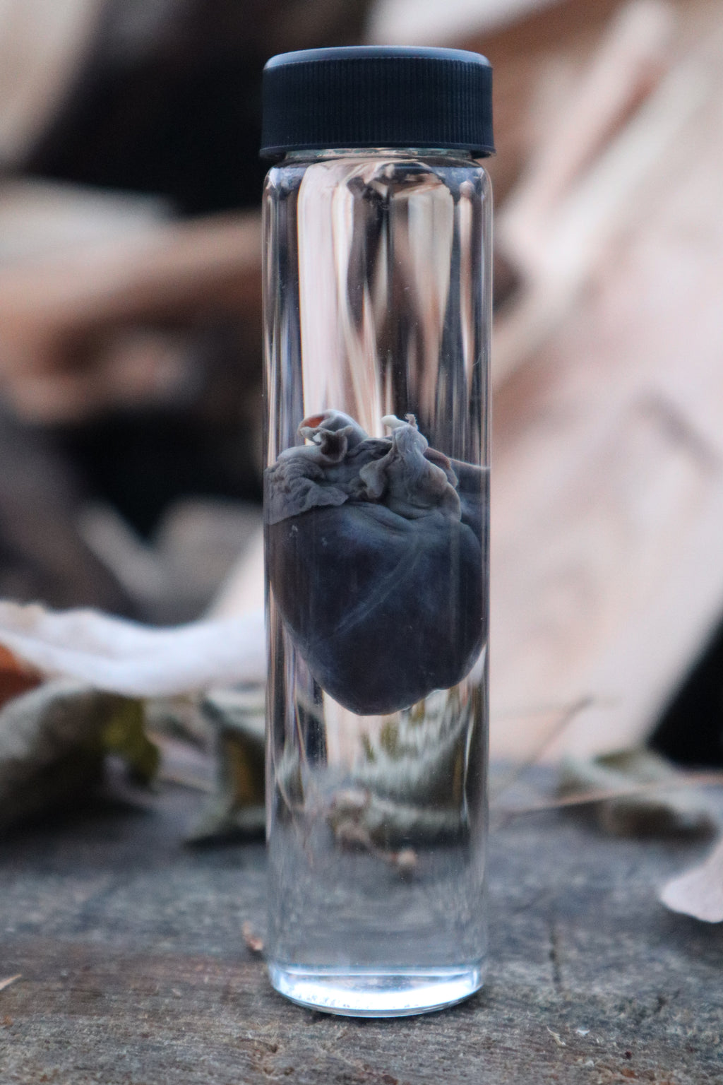 Baby Goat Heart Wet Specimen