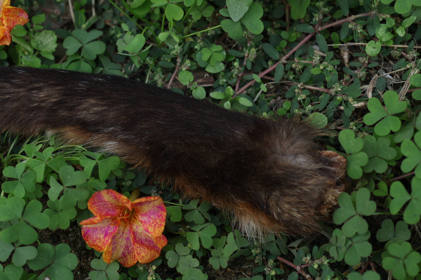 Dry Preserved Red Fox Arm