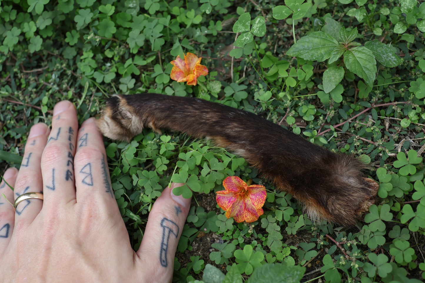 Dry Preserved Red Fox Arm