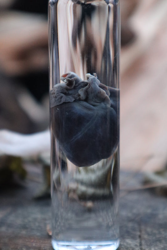 Baby Goat Heart Wet Specimen