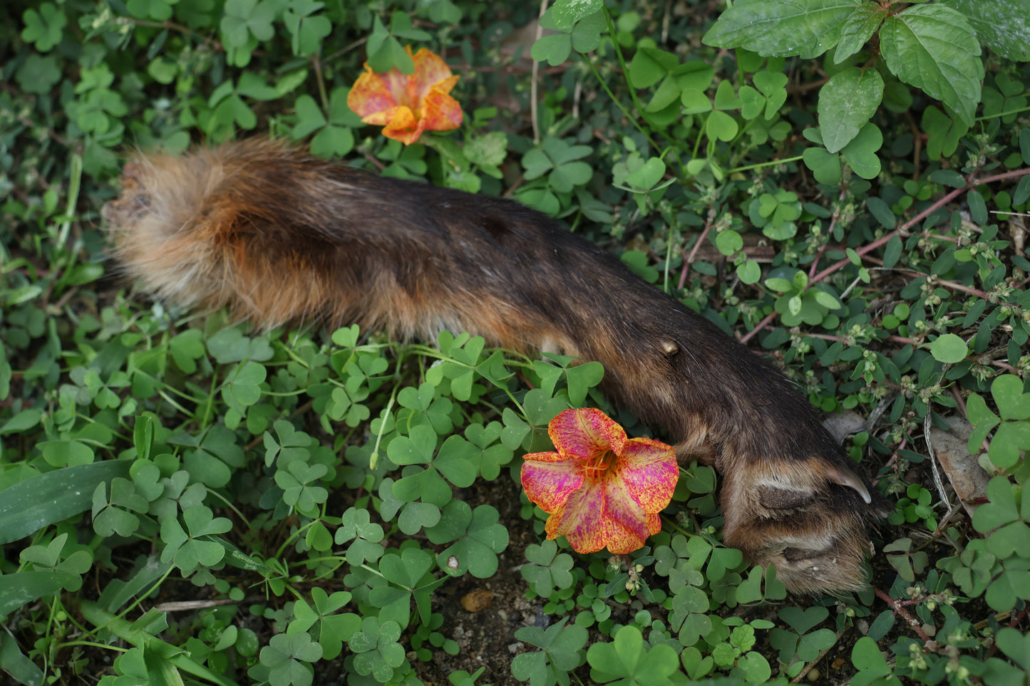 Dry Preserved Red Fox Arm