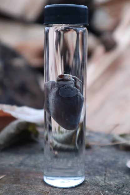 Baby Goat Heart Wet Specimen