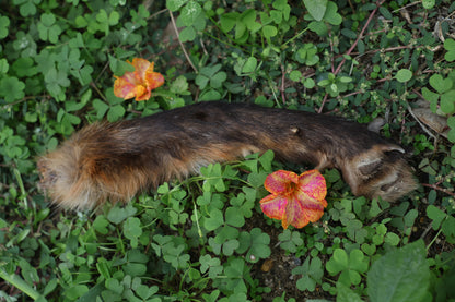 Dry Preserved Red Fox Arm