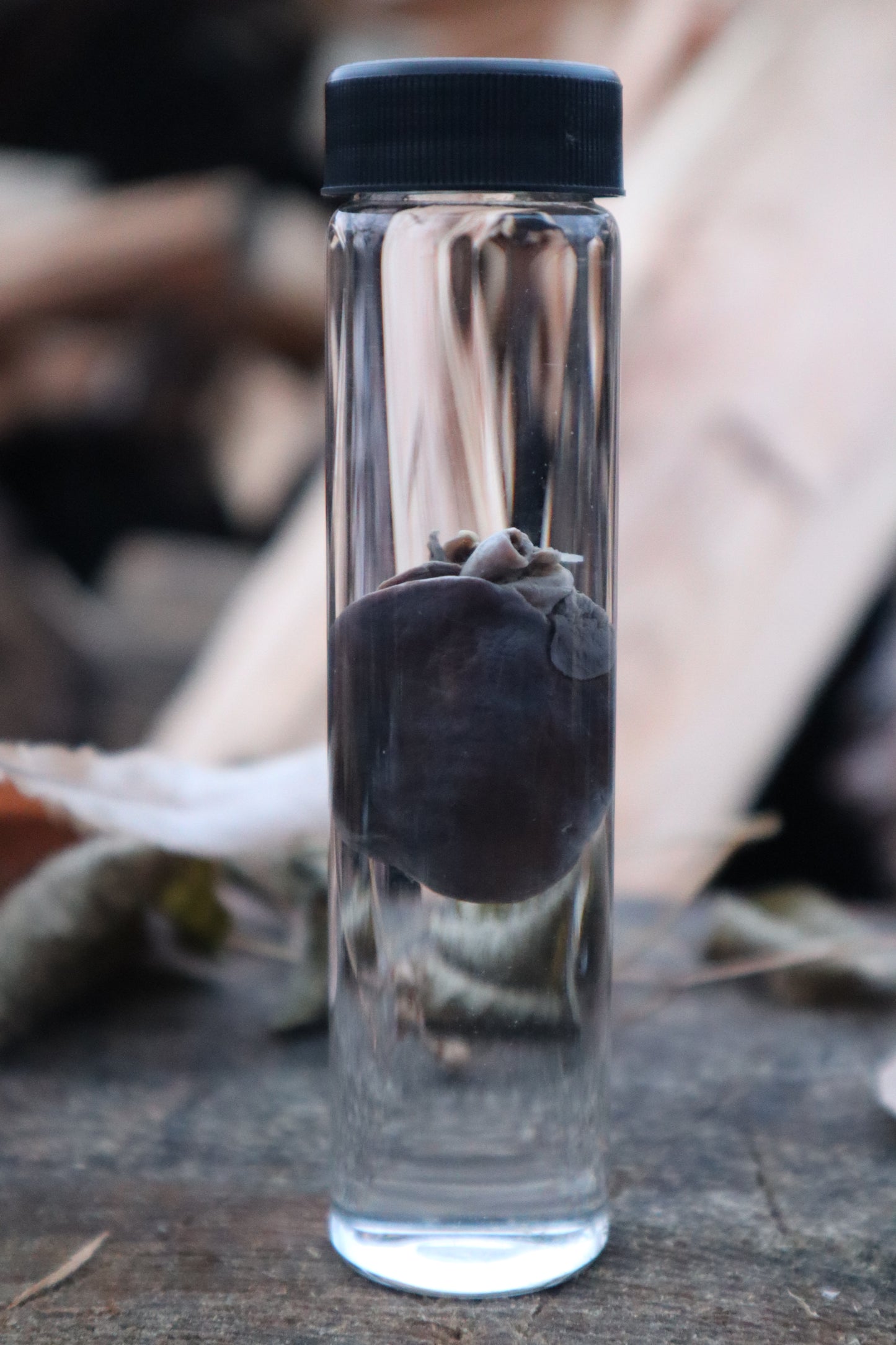 Baby Goat Heart Wet Specimen