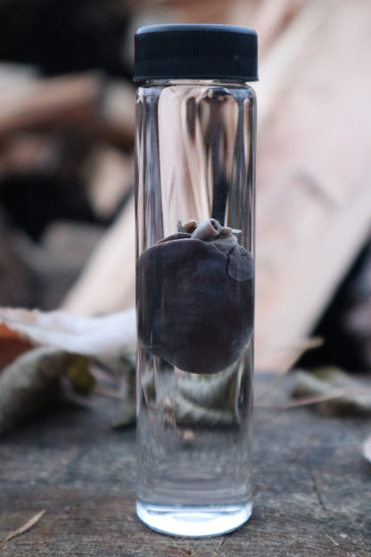 Baby Goat Heart Wet Specimen