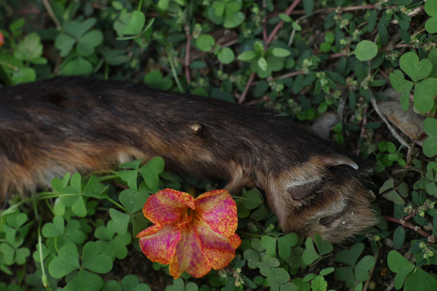 Dry Preserved Red Fox Arm