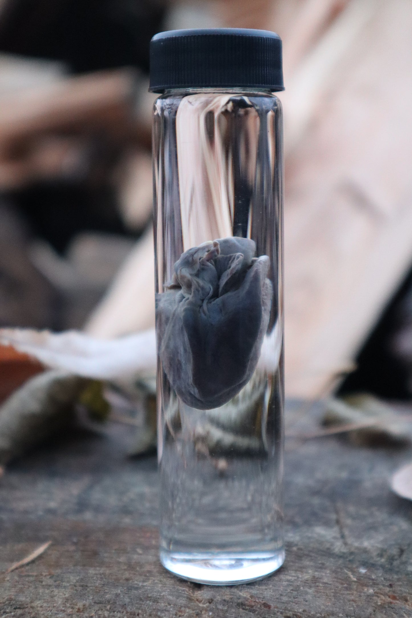 Baby Goat Heart Wet Specimen