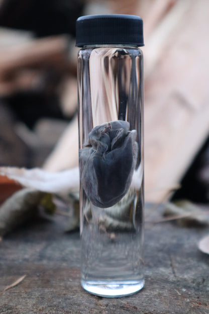 Baby Goat Heart Wet Specimen