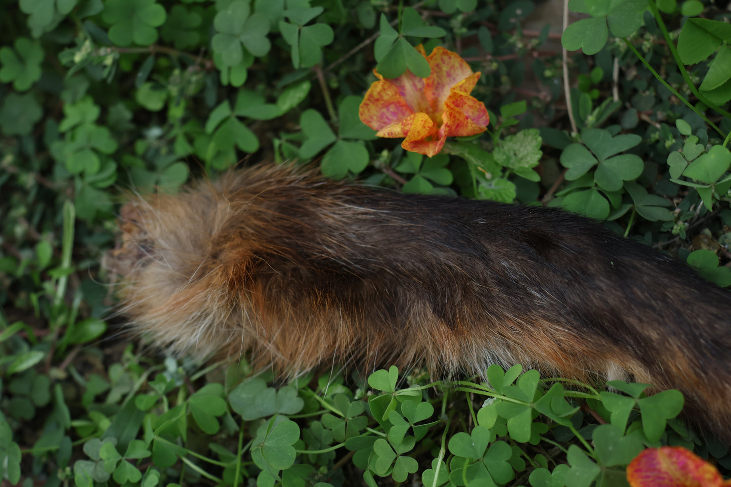 Dry Preserved Red Fox Arm