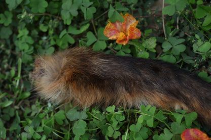 Dry Preserved Red Fox Arm