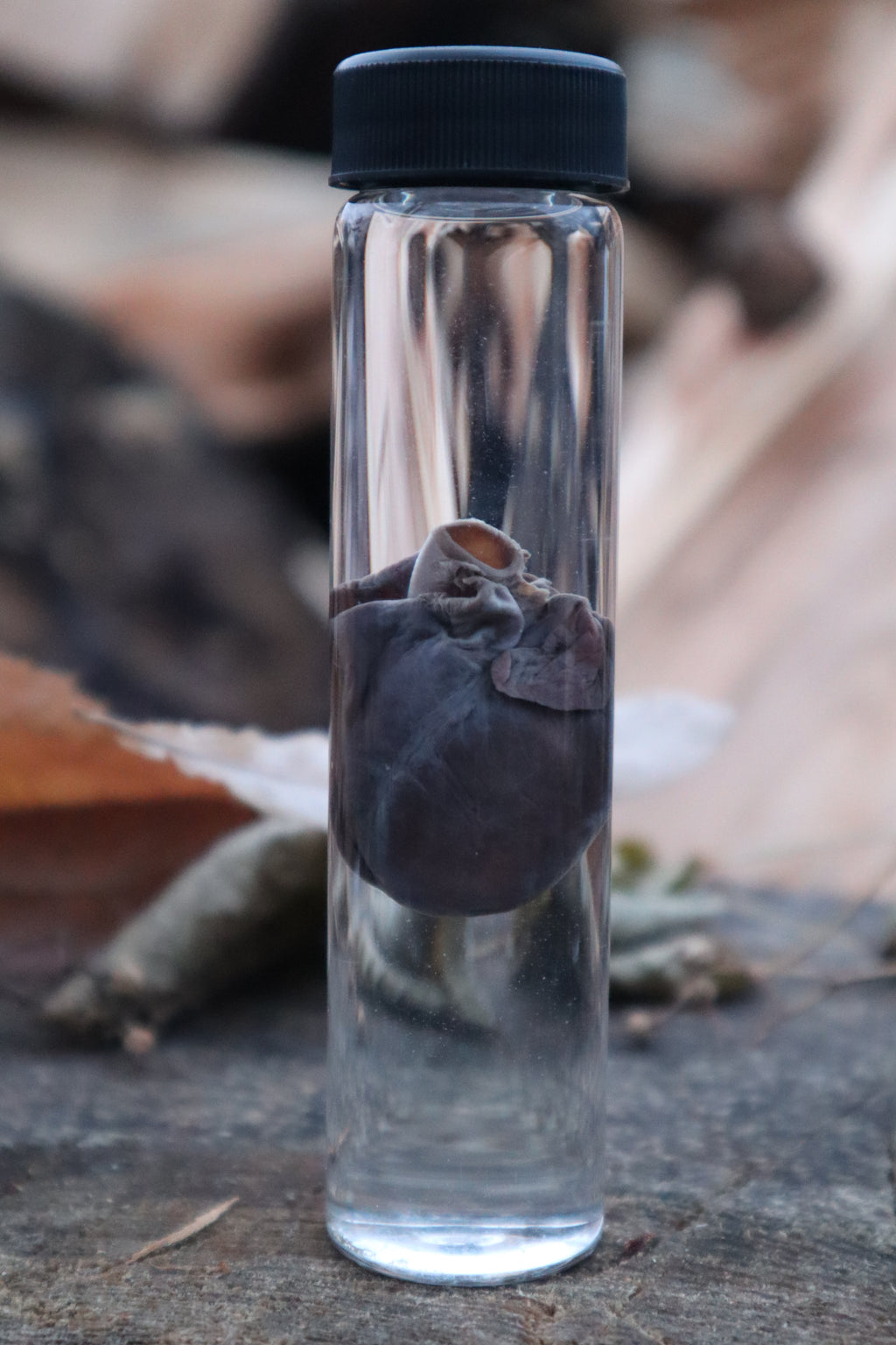 Baby Goat Heart Wet Specimen