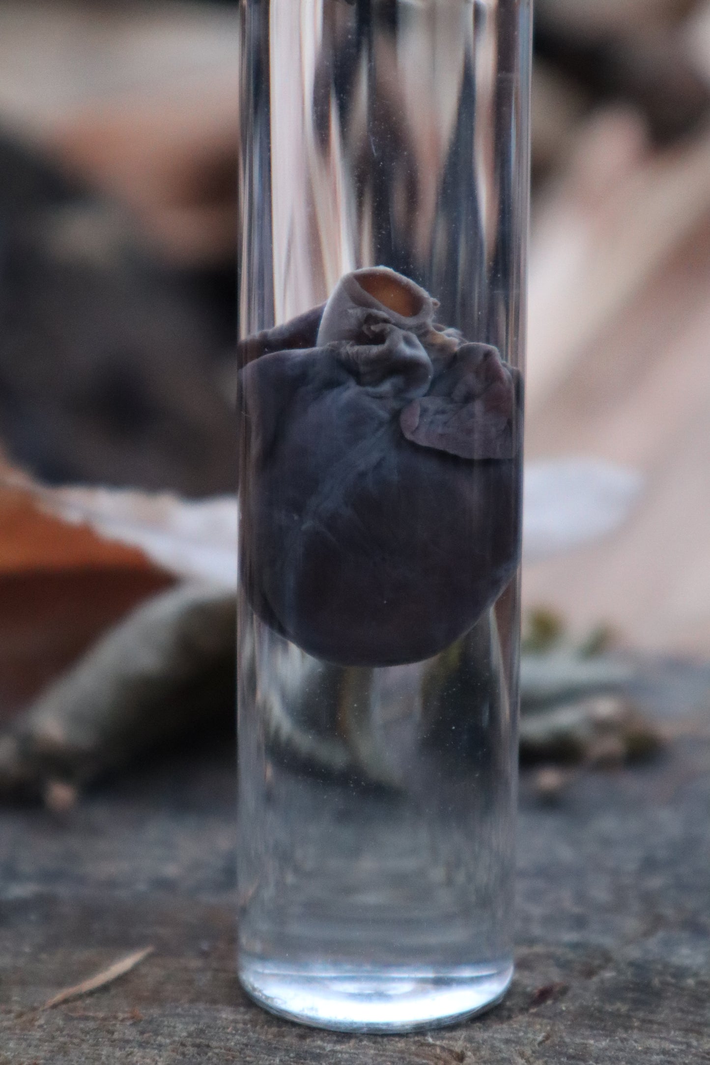 Baby Goat Heart Wet Specimen