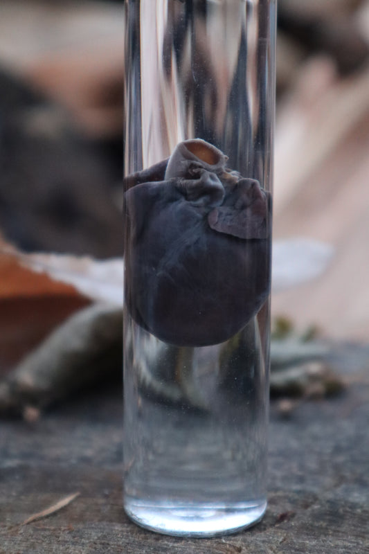 Baby Goat Heart Wet Specimen