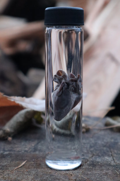 Baby Goat Heart Wet Specimen