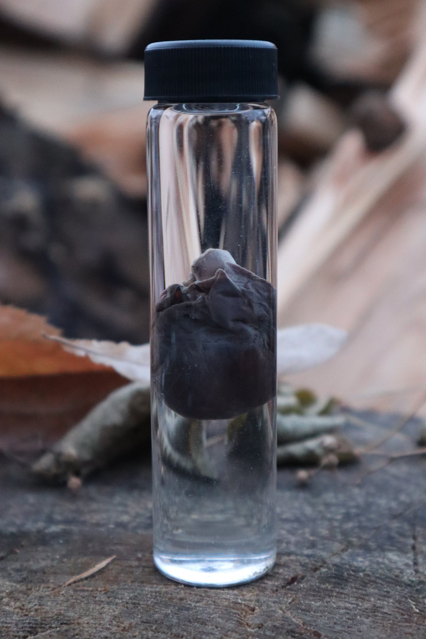 Baby Goat Heart Wet Specimen