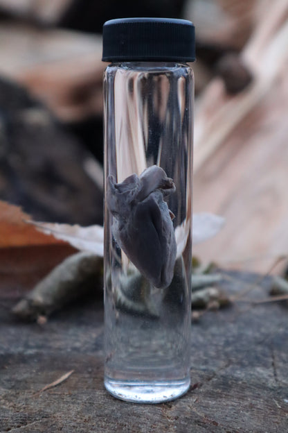 Baby Goat Heart Wet Specimen