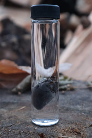 Baby Goat Heart Wet Specimen