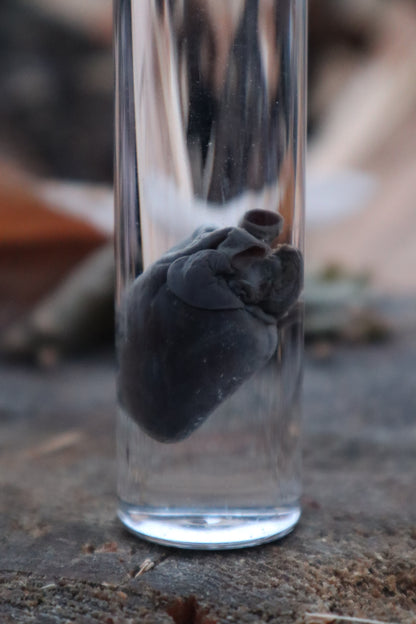 Baby Goat Heart Wet Specimen