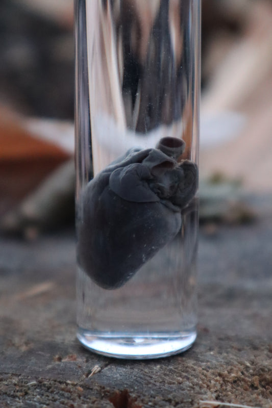 Baby Goat Heart Wet Specimen