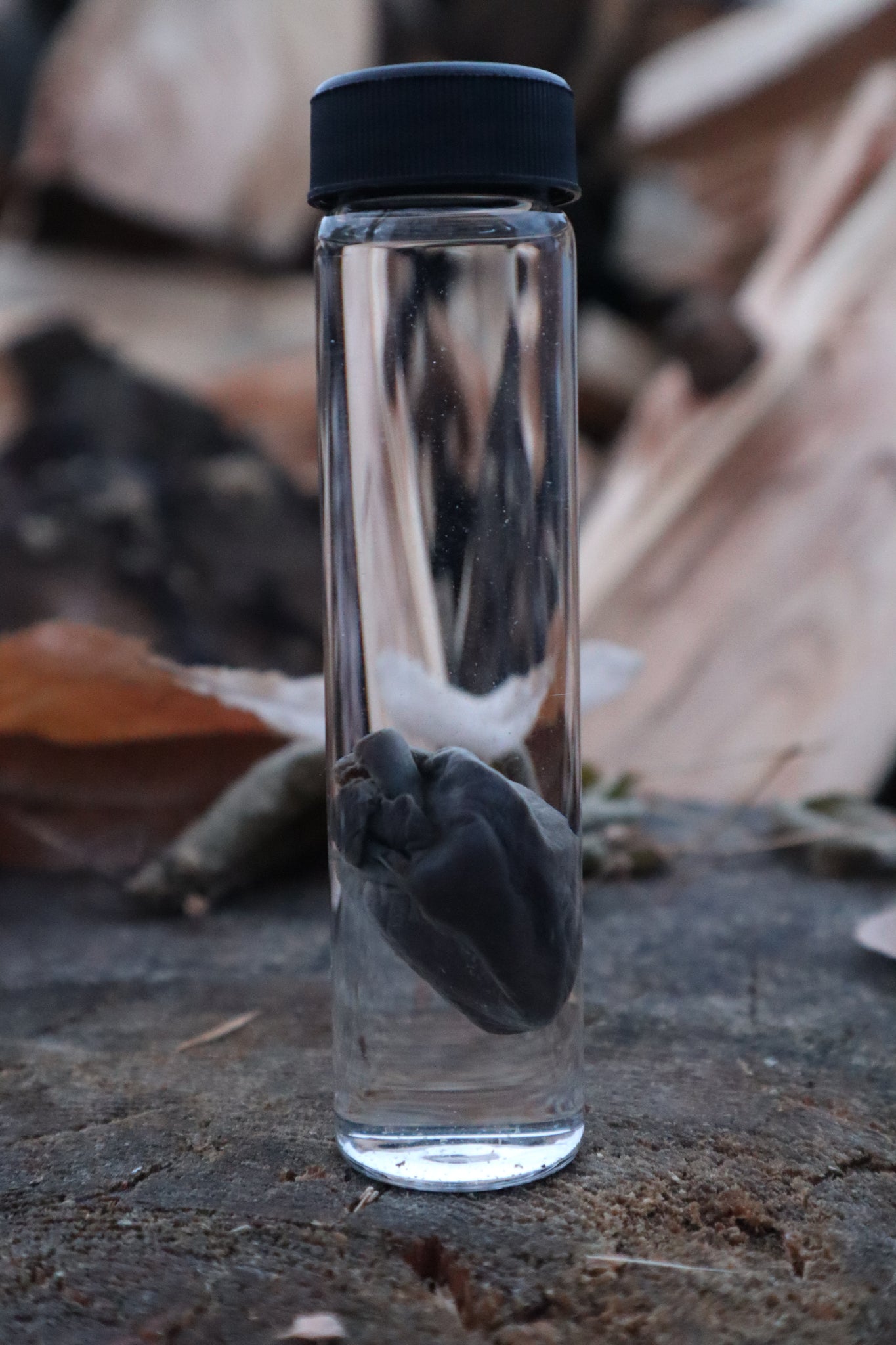 Baby Goat Heart Wet Specimen