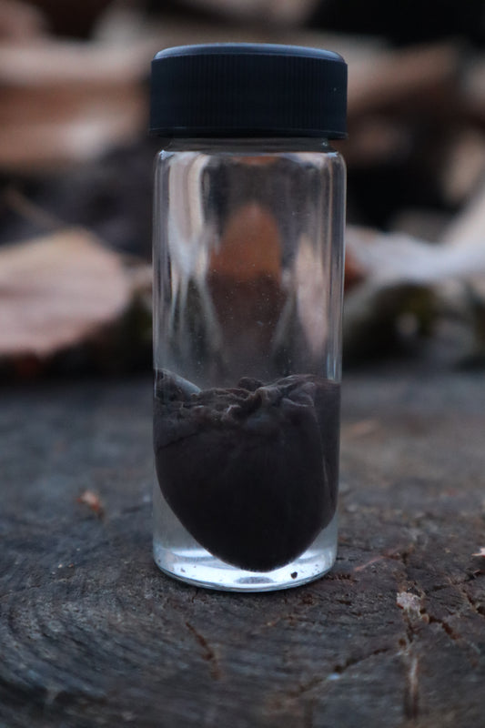 Baby Goat Heart Wet Specimen