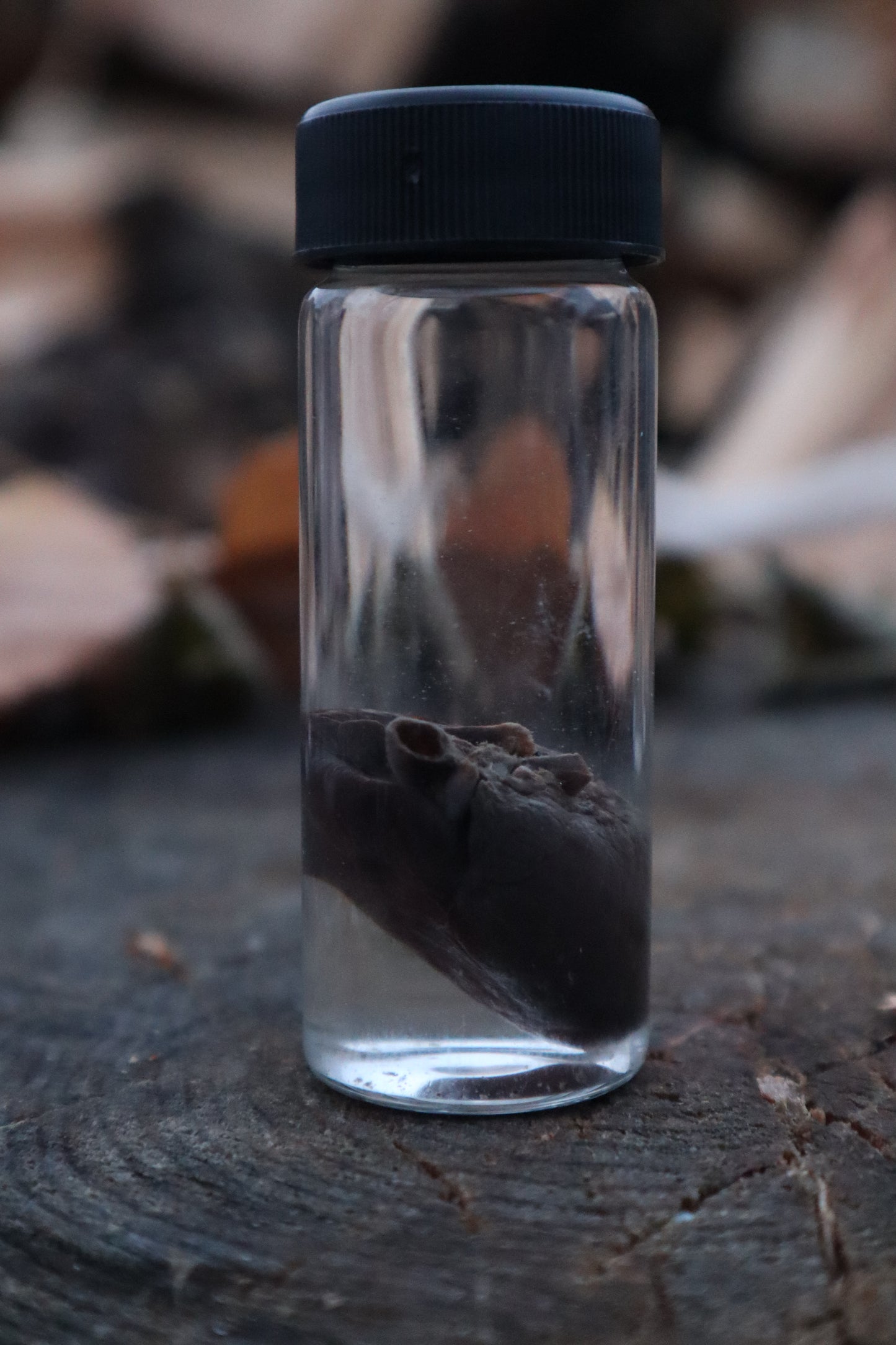 Baby Goat Heart Wet Specimen