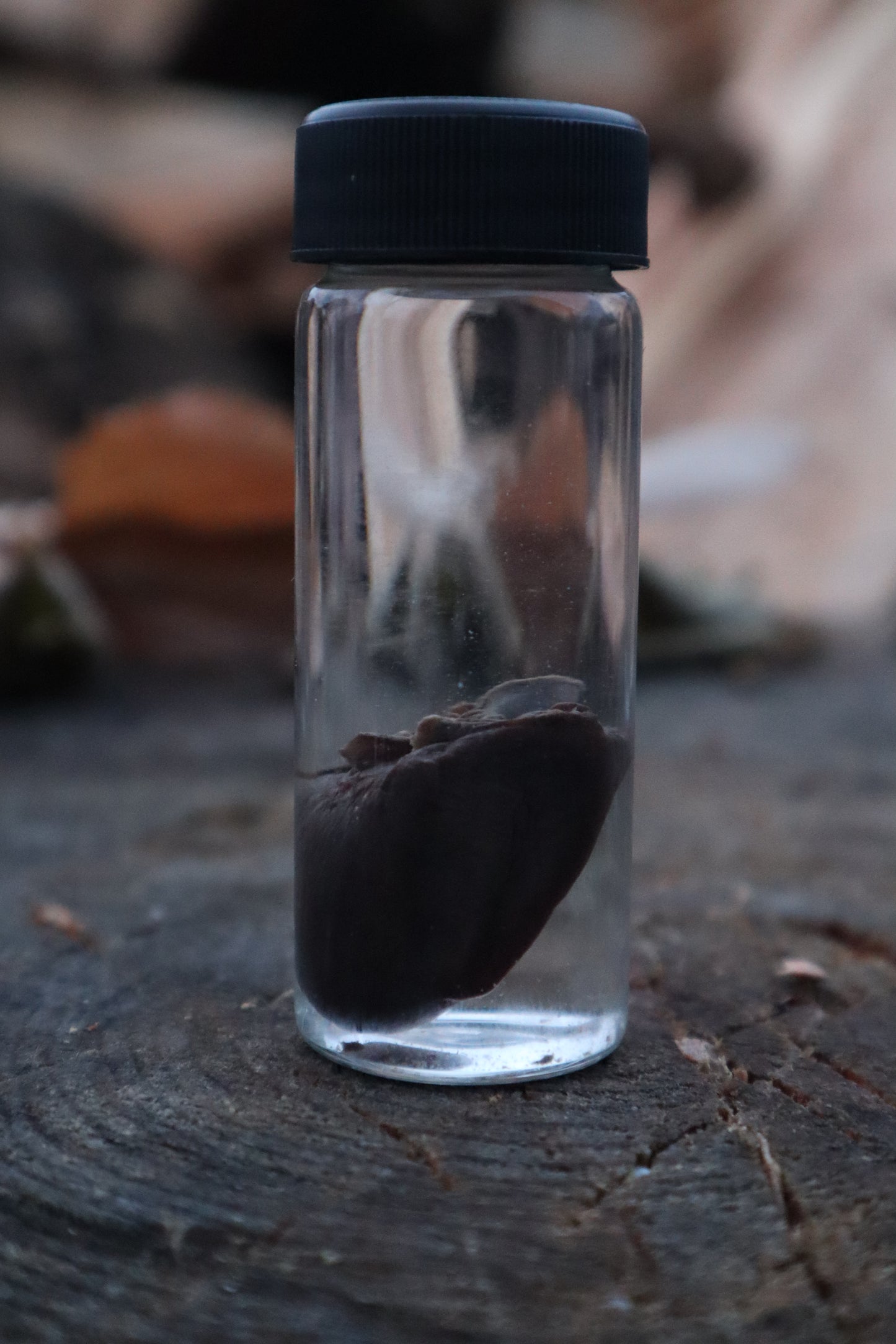 Baby Goat Heart Wet Specimen