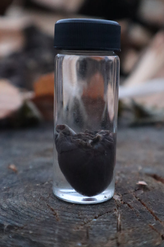 Baby Goat Heart Wet Specimen