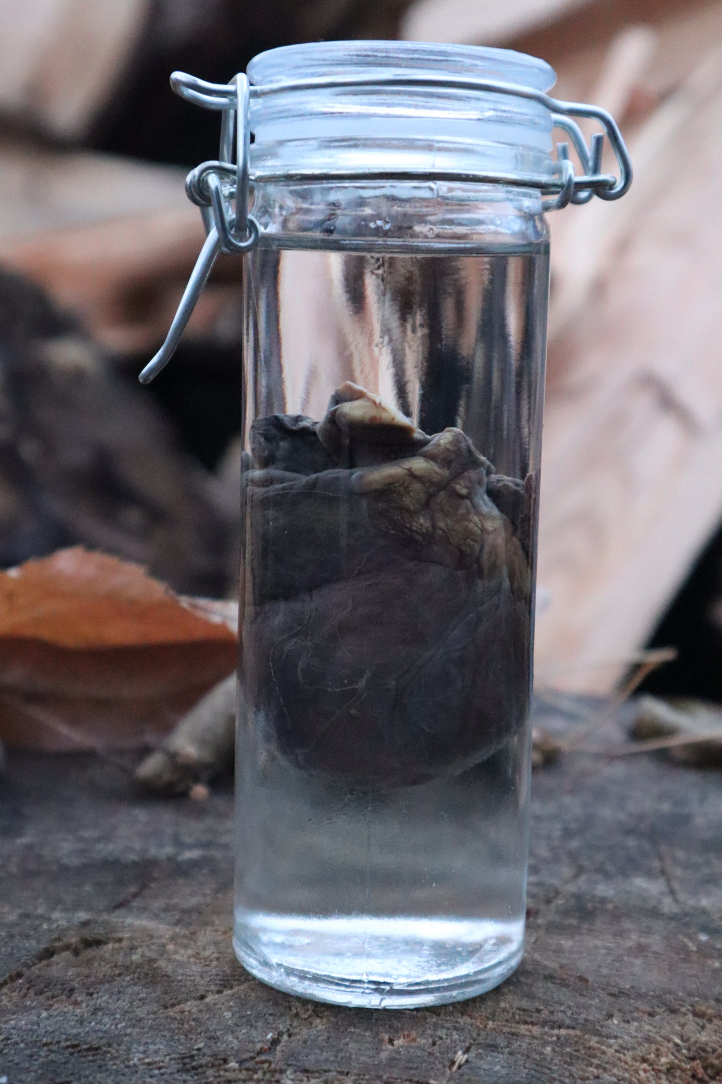 Bobcat Heart Wet Specimen