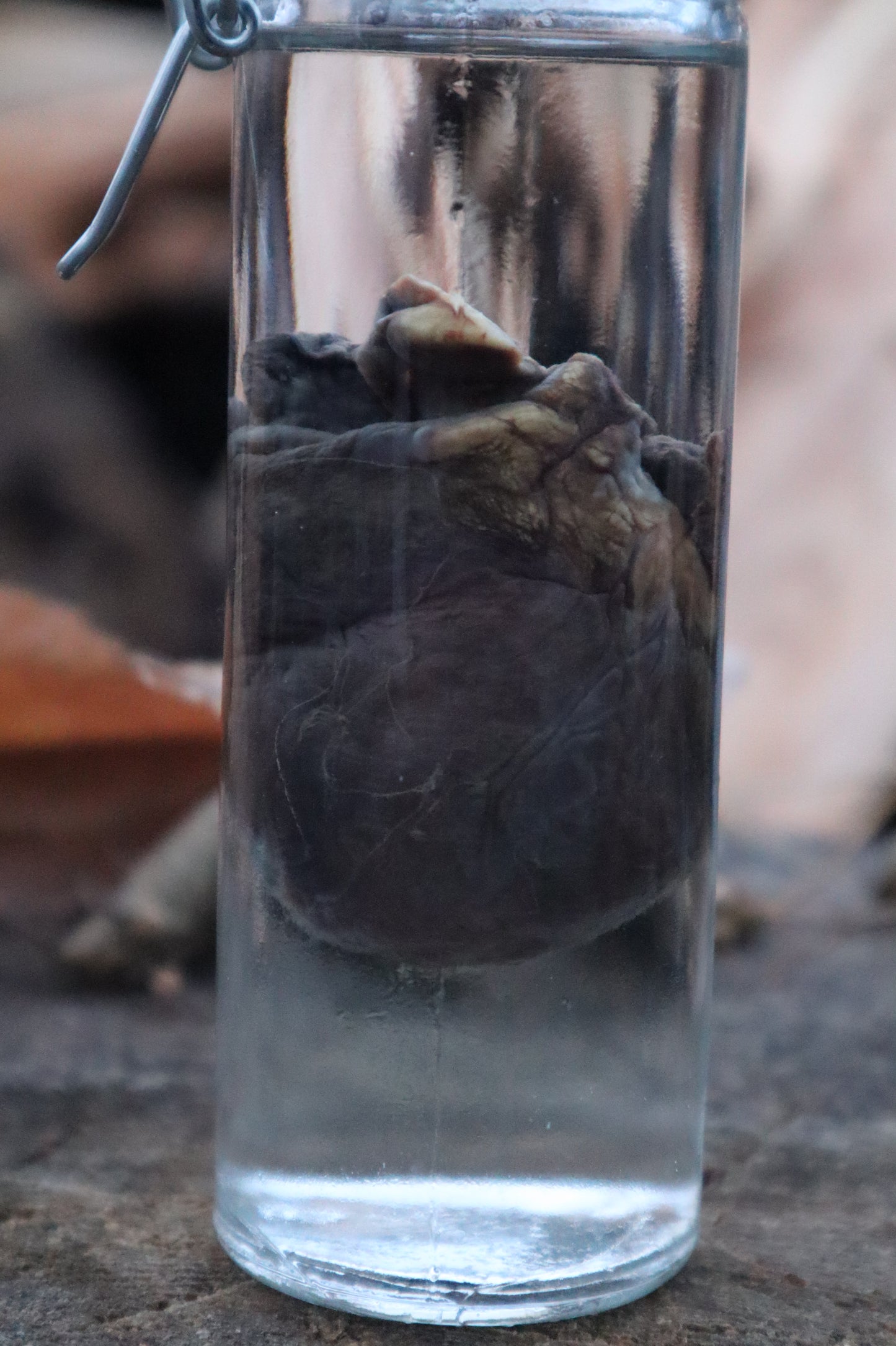 Bobcat Heart Wet Specimen